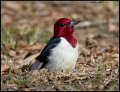 _7SB3856 red-headed woodpecker